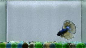 Betta fish Halfmoon long tail, short tail, Crowntails and Dumbo from Thailand [Siamese fighting fish] on isolated Black, Blue or Grey background in slow motion video