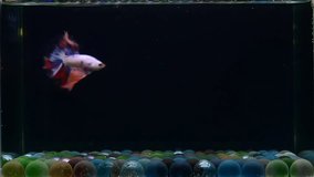 Betta fish Halfmoon long tail, short tail, Crowntails and Dumbo from Thailand [Siamese fighting fish] on isolated Black, Blue or Grey background in slow motion video
