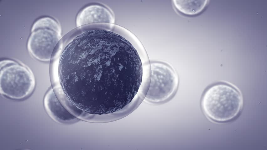 Animation of Mesenchymal stem(stromal) cells (MSC). Repairing damaged cells by reducing inflammation and modulating the immune system. Embryonic stem cells concept Royalty-Free Stock Footage #1108603465