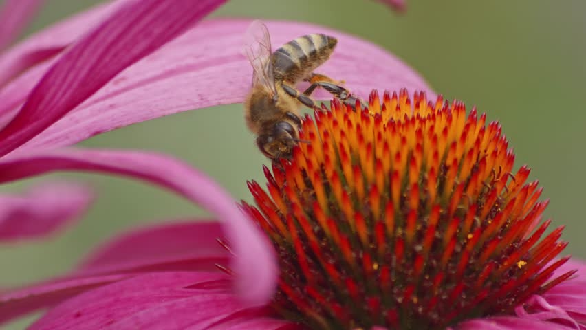 Wild bee takes off into flight after Drinking Nectar On orange Coneflower. Slow motion extreme close-up shot.