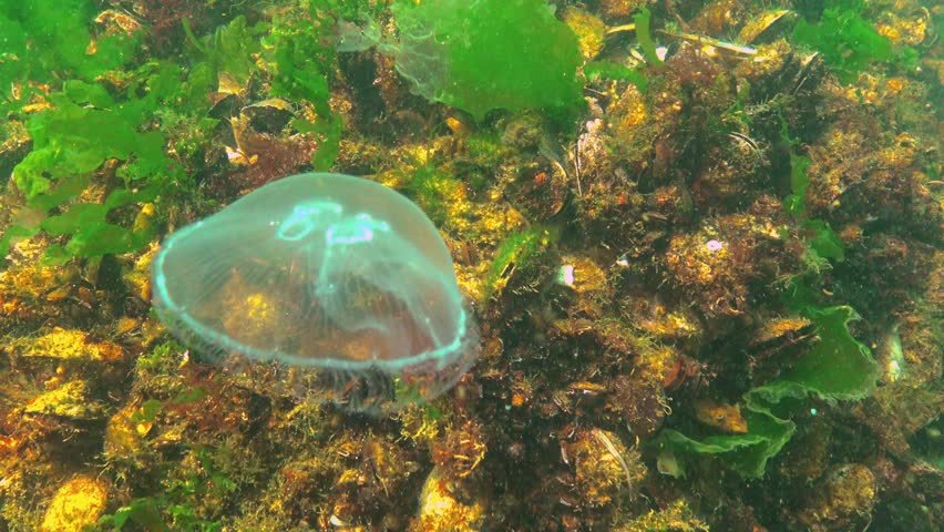 Floating in the water column Common (moon) jellyfish (Aurelia aurita), Black Sea Royalty-Free Stock Footage #1108611389