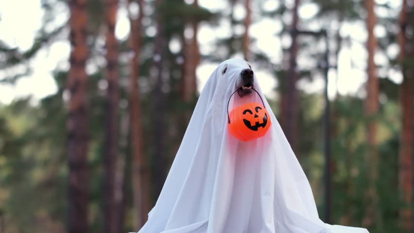 A dog in a ghost costume for Halloween. A golden retriever sits in a fall park holding a pumpkin-shaped candy bucket in his teeth for the holiday. Royalty-Free Stock Footage #1108614233