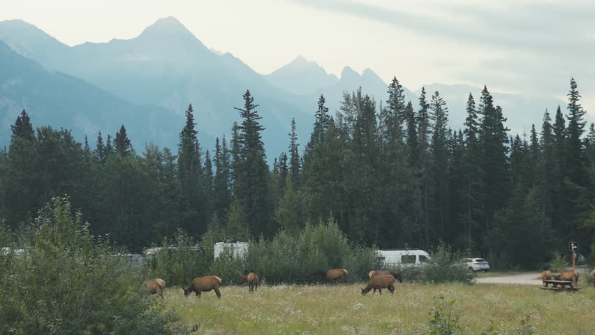 A group of huge elk are eating at a public campsite in Jasper National Park, in the landscape of Canada, during summer season