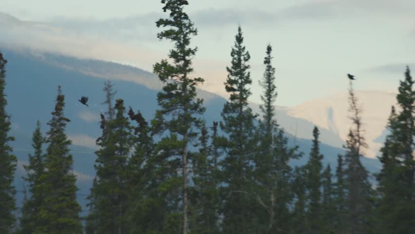 A bird are landing at the treetops on a early morning in Jasper National Park in Canada