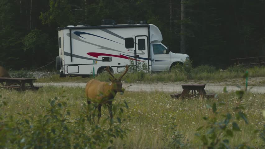 A lonely elk are eating at a public campsite in Jasper National Park, in the country of Canada, during summer season