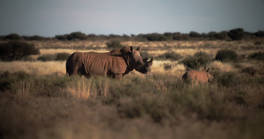 
Rhinoceroses resting in the savannah Royalty-Free Stock Footage #1108619623
