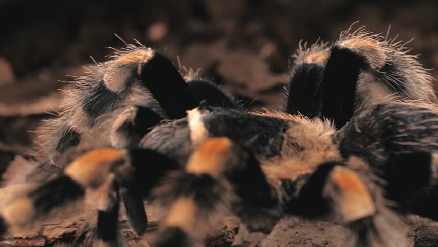 Tarantula walking, close up
Black and orange tarantula walking in slow motion close up. Hairy arachnid in its habitat. Mexican Orange-kneed Tarantula (Euathlus smithii)