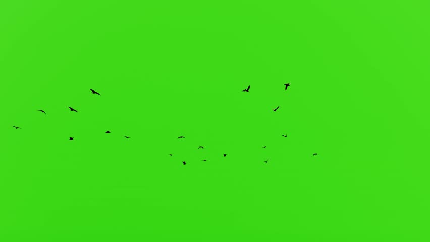 Flock of Flying Birds 4k Video, Green Screen Animation Royalty-Free Stock Footage #1108632835