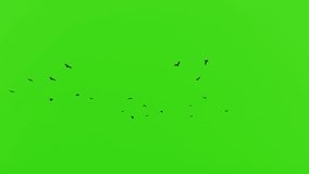 Flock of Flying Birds 4k Video, Green Screen Animation
