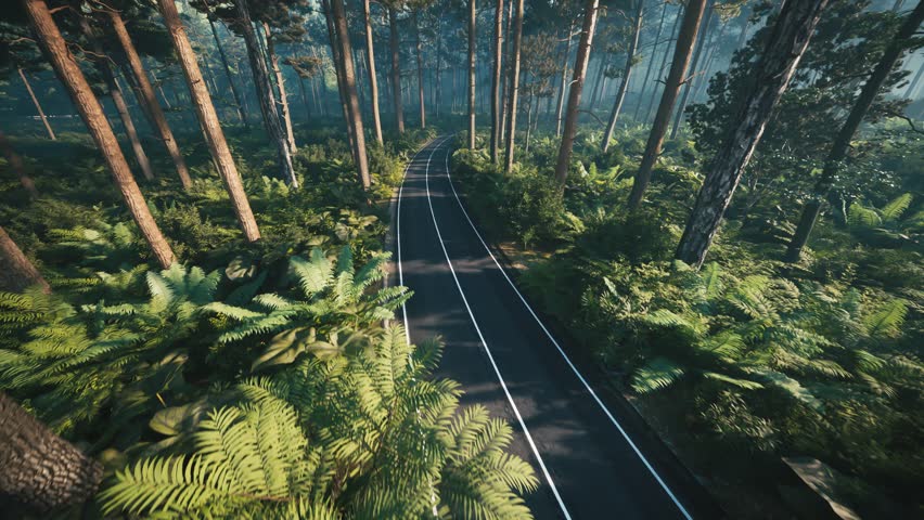 Road in dense forest, aerial view. Car driving along the forest | Shutterstock HD Video #1108636305