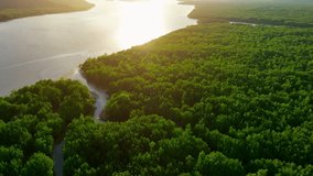 A mesmerizing drone view of Thailand's vibrant mangrove forests: intricate intertwining of lush greenery, teeming with life, where land and water harmoniously converge.
