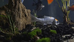 Dive into a world of vibrant beauty with our video showcasing colorful ornamental fish in an aquarium. A mesmerizing underwater spectacle awaits