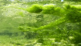 small freshwater fish swim in the river current among underwater and floating moss,on a September day in the Italian Lazio region