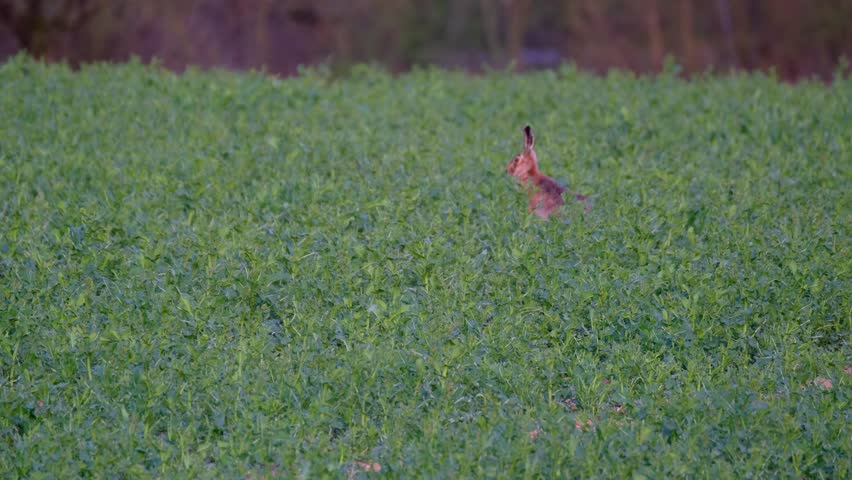 valuable game animal grazing on a green lawn, mammal hare of the lagomorph order, Lepus europaeus eats young rapeseed plants, concept of harming agriculture, object of amateur and sport hunting Royalty-Free Stock Footage #1108650749