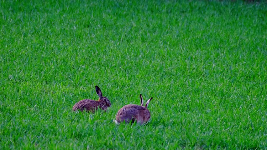 fluffy animals grazing on green lawn, mammal hare of lagomorph order, Lepus europaeus eats grass, young wheat plants, harming agriculture, winter crops, valuable game animals, sport hunting Royalty-Free Stock Footage #1108650781