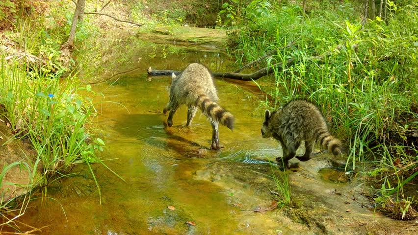 Raccoon At Night Stock Videos – Royalty-Free HD & 4K Videos