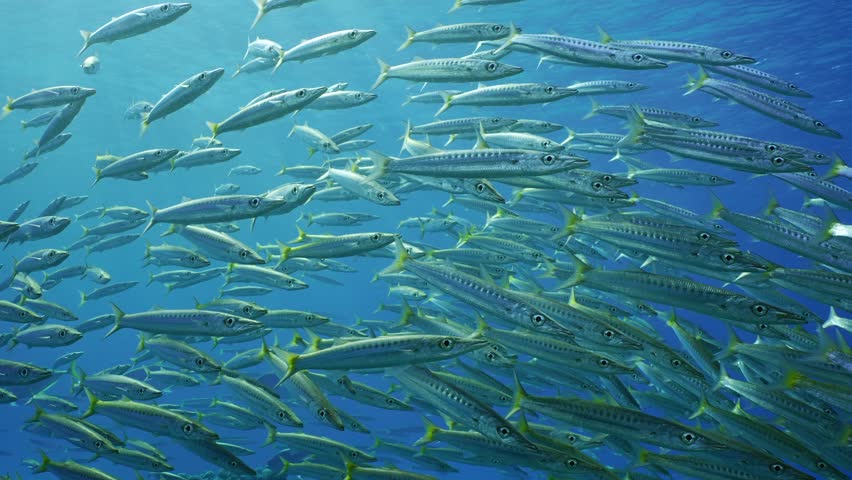 Close-up of lot of shoal of Barracuda floats in blue Ocean, Slow motion. Large accumulation of Yellow-tail Barracuda (Sphyraena flavicauda) swims in blue water in sunny day on surface background