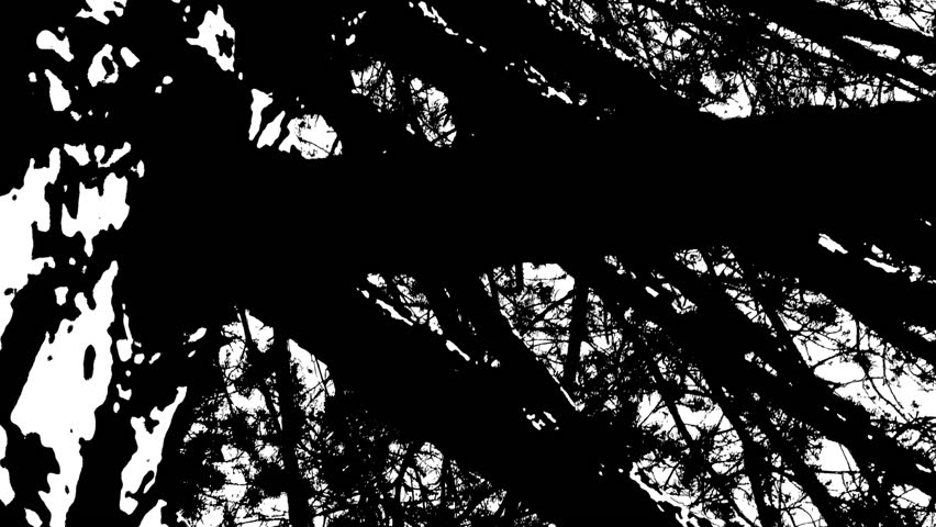 Dark Silhouette Of Tree  - Black And White Pan in cartoon style Royalty-Free Stock Footage #1108655093