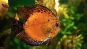 Colorful tropical coral reef aquarium fish crab underwater scene. Orange and yellow fish in transparent aquarium with neon light. Exotic marine animals. Wild ocean sea life concept. Red sea animals - Powered by Shutterstock - Get 15% off with code: PIKWIZARD15