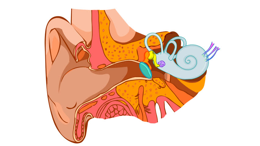 How we do hear. Sound journey animation. Ear anatomy article. Structure middle, inner diagram. Eardrum, semicircular, bones, auditory ossicles, malleus incus stapes, tympanic cavity. Medical Video Royalty-Free Stock Footage #1108658447