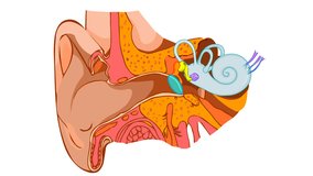 How we do hear. Sound journey animation. Ear anatomy article. Structure middle, inner diagram. Eardrum, semicircular, bones, auditory ossicles, malleus incus stapes, tympanic cavity. Medical Video
