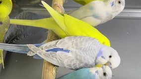 Many colorful little parrots sit in a glass cage. Beautiful budgies. Vertical video
