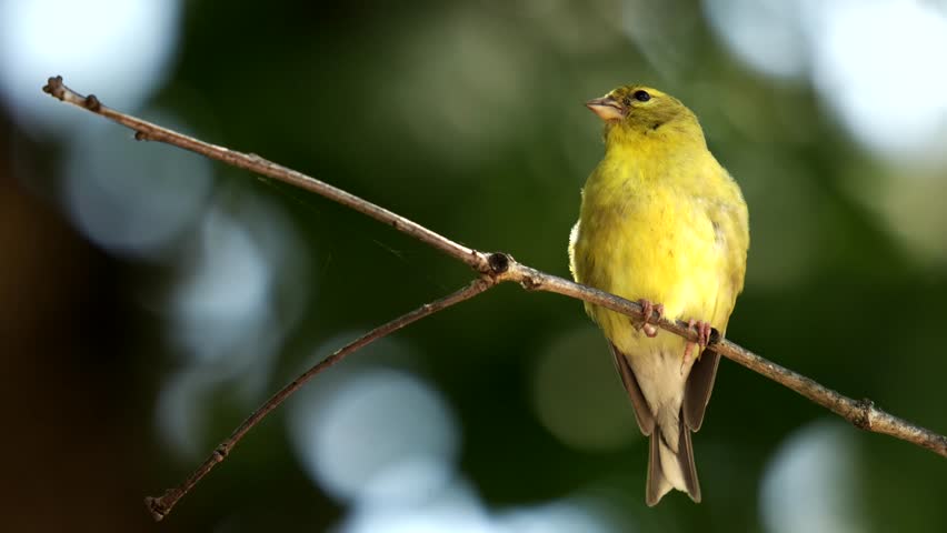 Beautiful American Goldfinch bird (Spinus tristis) perched on a branch singing.