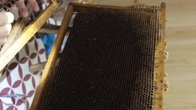 Royal jelly production or grafting 4k video. Extraction of the honey bee eggs from honeycomb cells vertical video. 