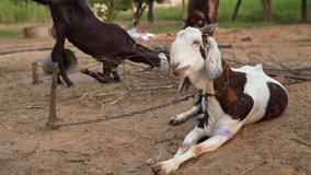 Domestic goats, footage of Indian domestic beetle goats. Goat with her kids grazing while resting near herd in rural area of ​​India.