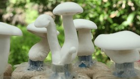 Milky mushrooms in cultivation bags