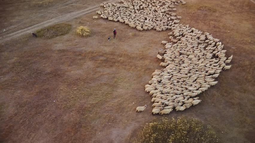 Aerial Drone Footage of Sheep grazing on a summer meadow. 4k flyover shot of a flock of sheep in a field. Herding mob of ovis aries. High angle footage of domesticated ruminant animals. Royalty-Free Stock Footage #1108681745