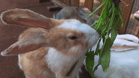 Adorable video of a cute rabbit munching on fresh kale. Get your daily dose of cuteness and learn about rabbit nutrition