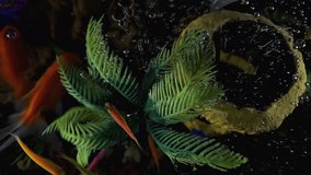 Dive into a world of vibrant beauty with our video showcasing colorful ornamental fish in an aquarium. A mesmerizing underwater spectacle awaits