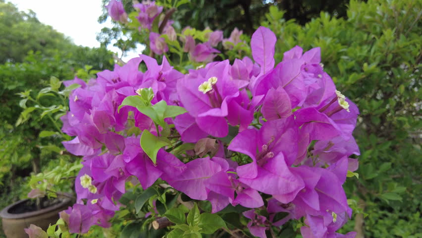 4K Close-up of a bougainvillea flower Royalty-Free Stock Footage #1108683569