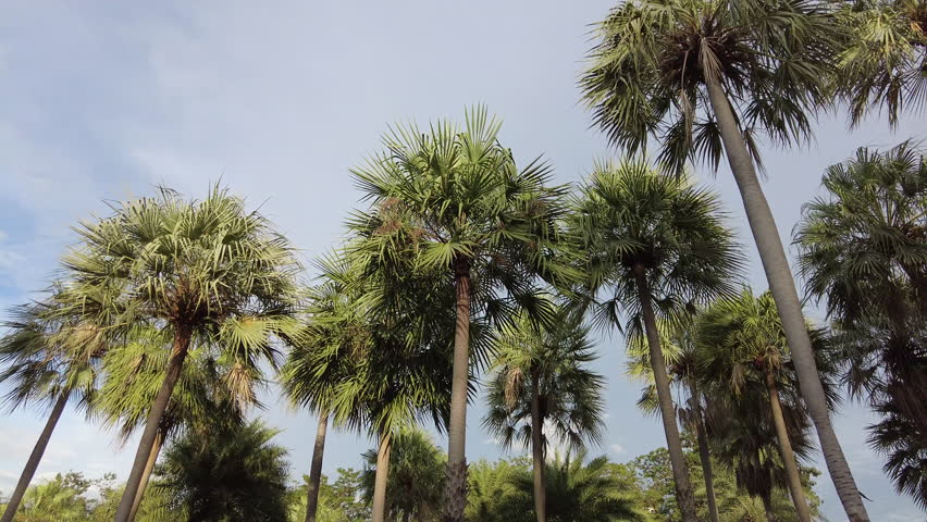 4K Carnauba wax palm in the wind Royalty-Free Stock Footage #1108683643