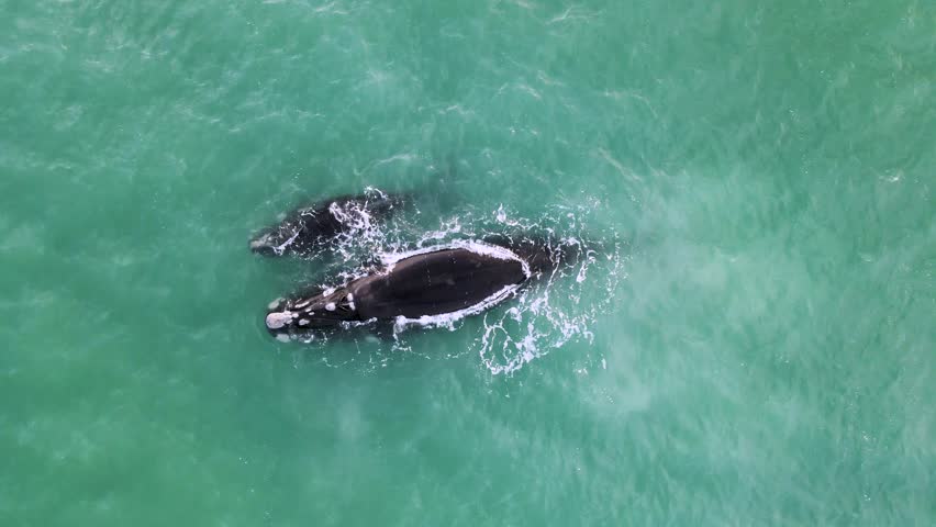 Aerial view of southern right whale (Eubalaena australis) and calf off Struisbaai about four kilometres from Cape Agulhas, the southernmost point of the African continent, Western Cape, South Africa Royalty-Free Stock Footage #1108685067