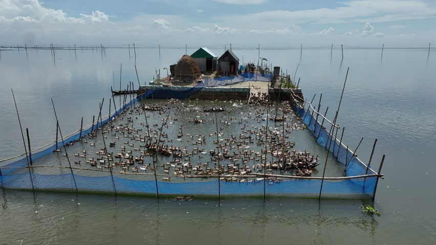 Aerial view of ducks farming in Astagram, Kishoreganj, Bangladesh.