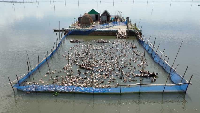 Aerial view of ducks farming in Astagram, Kishoreganj, Bangladesh.