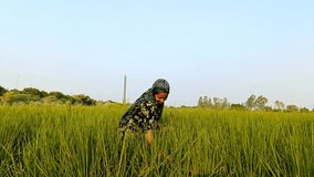 4K Video : Female farmer working in paddy agricultural field.  