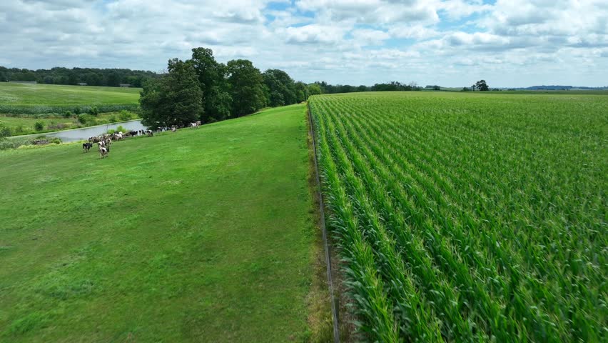 Cornfield and cows in rural Pennsylvania, United States. Aerial shot along field border. Beautiful summer day with corn in tassel.