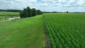 Cornfield and cows in rural Pennsylvania, United States. Aerial shot along field border. Beautiful summer day with corn in tassel. - Powered by Shutterstock - Get 15% off with code: PIKWIZARD15