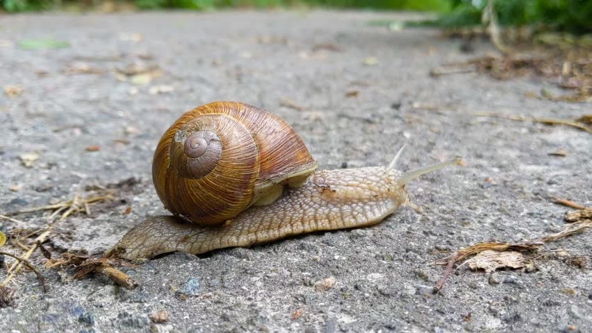 Close-up of a garden snail or garden slug gracefully gliding along the asphalt. Garden slug. Cornu aspersum . Helix aspersa, Cryptomphalus aspersus. Royalty-Free Stock Footage #1108696243