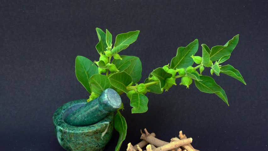 Ashwagandha Dry Root Medicinal Herb with Fresh Leaves, also known as Withania Somnifera, Ashwagandha, Indian Ginseng, Poison Gooseberry, or Winter Cherry.