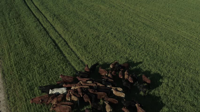Cows in a green field