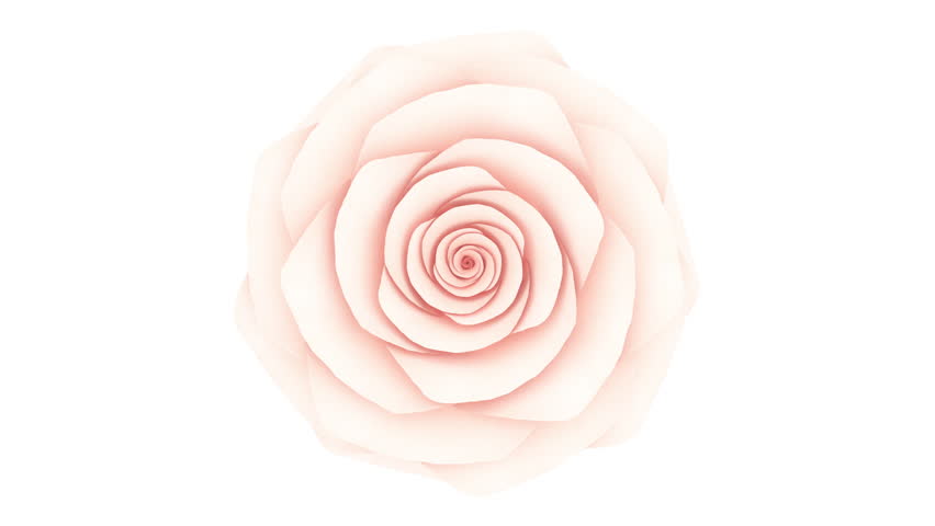 Beautiful Endless Blooming Rose 3d Animation on White and Black Background Close-up. Abstract Flower Opening Pink Petals Looped Isolated Alpha Mask. Macro Time Lapse 4k.