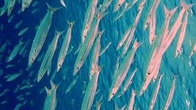 Vertical video, School of Barracuda swim down in blue water on sunny day, Slow motion. Close up of large shoal of Yellow-tail Barracuda swimming in blue Ocean on water surface background.