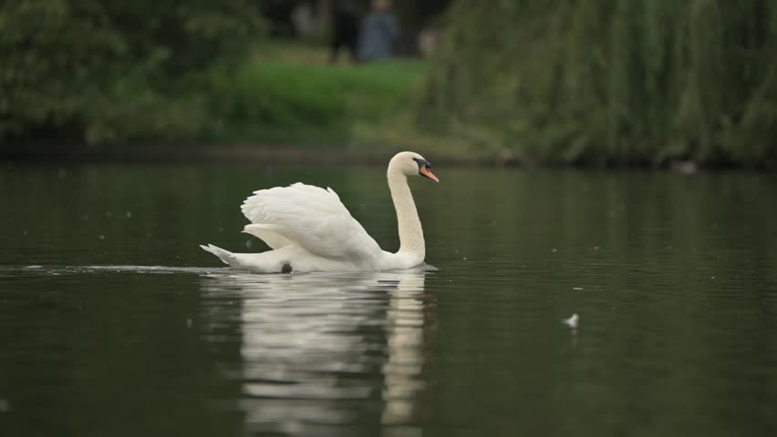 Mute Swan (Cyngus olor) swimming on the lake in St James's Park, London, UK. September [Slow motion x5] Royalty-Free Stock Footage #1108701081