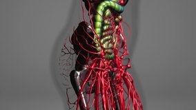 animation of human internal organs