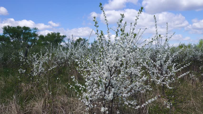 Blackthorn (Prunus spinosa) thornbush. Plot of forest-steppe, blooming wild fruit trees. Type of biocenosis close to natural, primal steppe. Rostov region, Russia Royalty-Free Stock Footage #1108705339