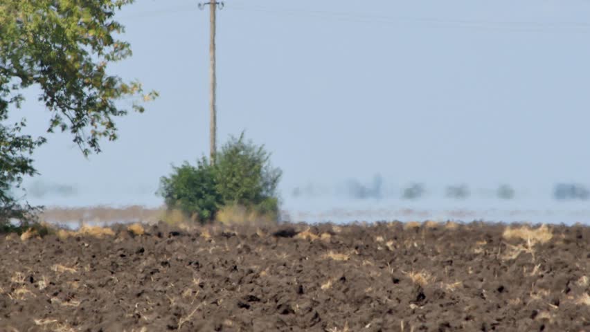 Mirage with water illusion above farmland in hot day. Trees on horizon seem to be floating in water. Green tree and power pole on left side of video. Abnormal heat creates optical phenomenon - mirage Royalty-Free Stock Footage #1108706455